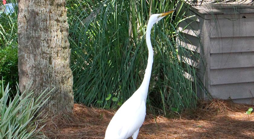 The Village At Palmetto Dunes Condominiums Hilton Head Island Exterior foto